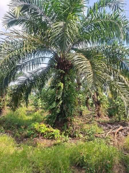 Tanah Pertanian untuk Dijual di Yong Peng (Johor) - Rohana Aziz - PropertyGuru.com.my