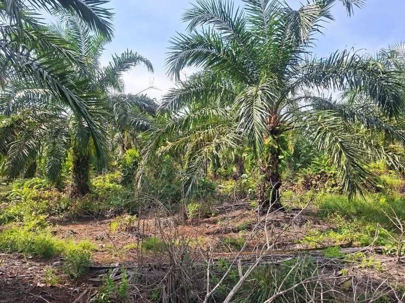 Tanah Pertanian untuk Dijual di Yong Peng (Johor) - Rohana Aziz - PropertyGuru.com.my