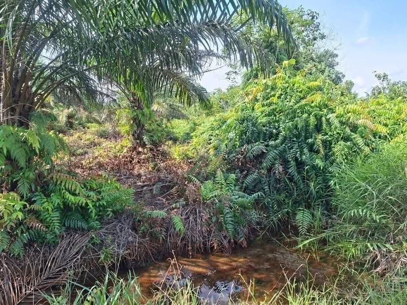 Tanah Pertanian untuk Dijual di Yong Peng (Johor) - Rohana Aziz - PropertyGuru.com.my