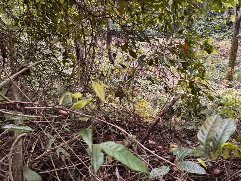 Tanah Pertanian untuk Dijual di Dengkil (Selangor) - Sani Niagawan - PropertyGuru.com.my