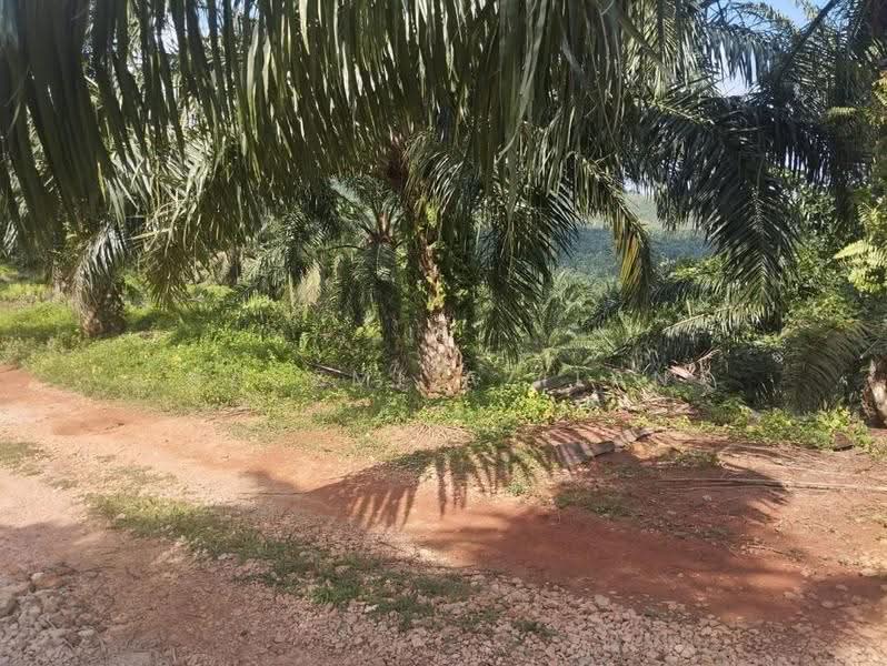 Tanah Pertanian untuk Dijual di Segamat (Johor) - Nadzmi Azilan - PropertyGuru.com.my