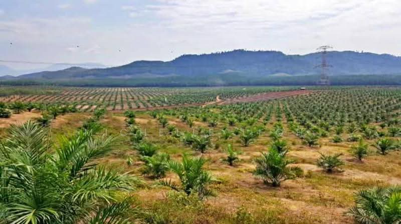 Agricultural Land for Sale in Telok Panglima Garang (Selangor) - Michelle Teoh - PropertyGuru.com.my