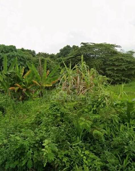 Agricultural Land for Sale in Telok Panglima Garang (Selangor) - Michelle Teoh - PropertyGuru.com.my