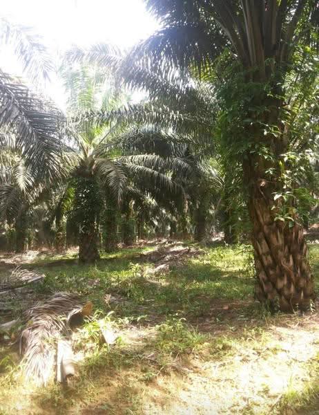 Agricultural Land for Sale in Kulai (Johor) - Kelly Wai - PropertyGuru.com.my