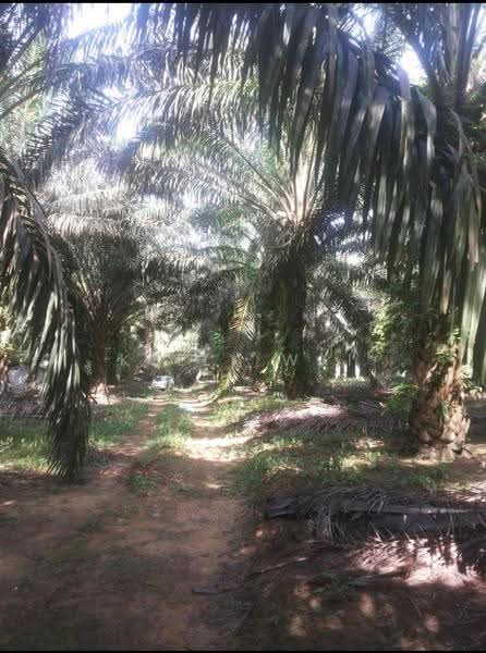 Agricultural Land for Sale in Kulai (Johor) - Kelly Wai - PropertyGuru.com.my
