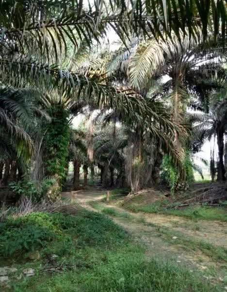 Agricultural Land for Sale in Kulai (Johor) - Kelly Wai - PropertyGuru.com.my