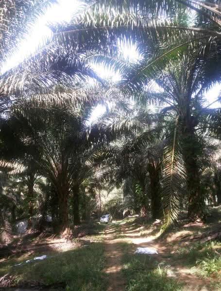 Agricultural Land for Sale in Kulai (Johor) - Kelly Wai - PropertyGuru.com.my
