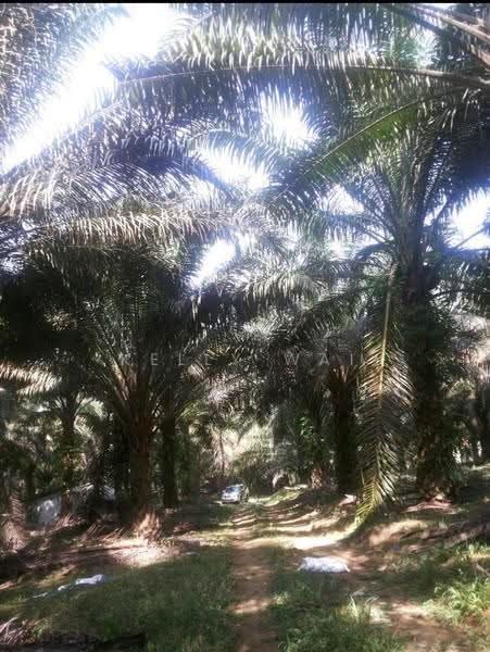 Agricultural Land for Sale in Kulai (Johor) - Kelly Wai - PropertyGuru.com.my