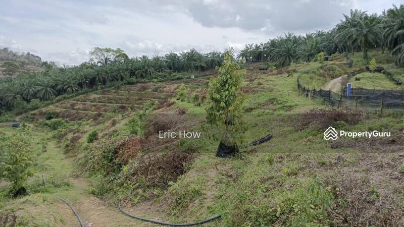For Sale - Kampung jeruas. Raub. 27610. Pahang. Malaysia