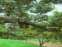 For Sale - Premium Durian Orchard Farm @ Liman Kati Kuala Kangsar