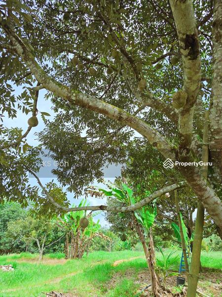 Tanah Pertanian untuk Dijual di Bandar Kuala Kangsar (Kuala Kangsar) - KS Goh - PropertyGuru.com.my
