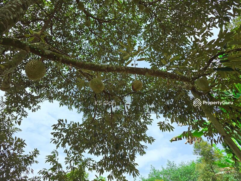 Tanah Pertanian untuk Dijual di Bandar Kuala Kangsar (Kuala Kangsar) - KS Goh - PropertyGuru.com.my