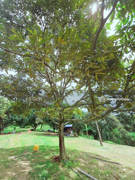 Tanah Pertanian untuk Dijual di Bandar Kuala Kangsar (Kuala Kangsar) - KS Goh - PropertyGuru.com.my
