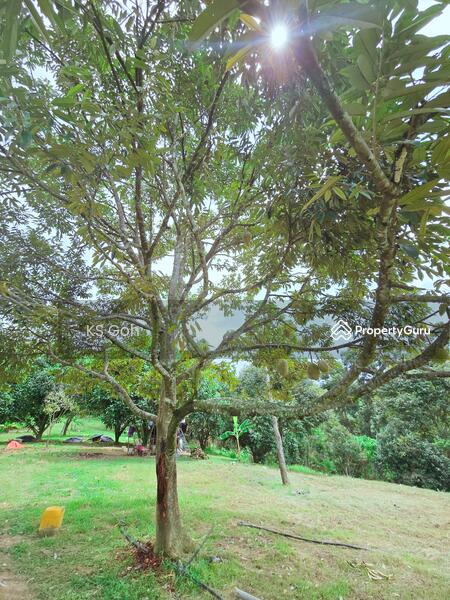 Tanah Pertanian untuk Dijual di Bandar Kuala Kangsar (Kuala Kangsar) - KS Goh - PropertyGuru.com.my