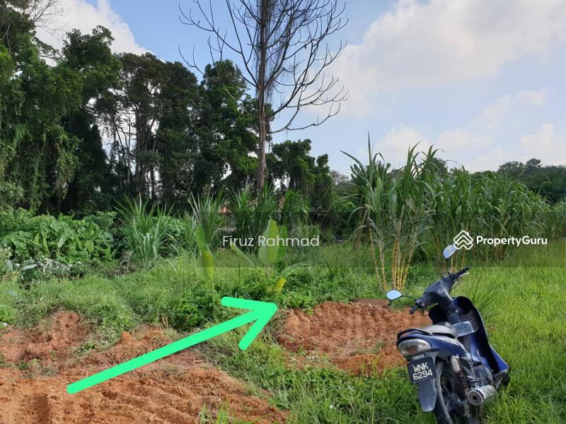 Untuk Dijual - Labu Lanjut