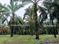 For Sale - 5 Acre Agricultural Land At Chaah,Yong Peng