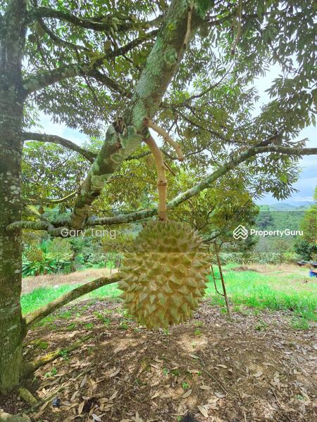 Untuk Dijual - kuala kangsar liman kati