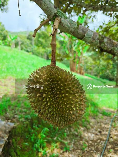 Untuk Dijual - kuala kangsar liman kati