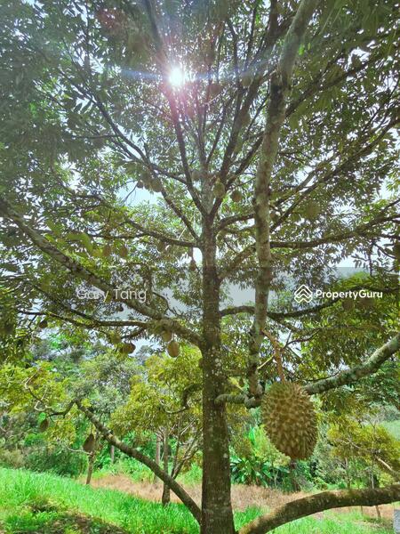 Untuk Dijual - kuala kangsar liman kati