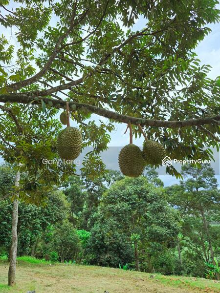 Untuk Dijual - kuala kangsar liman kati