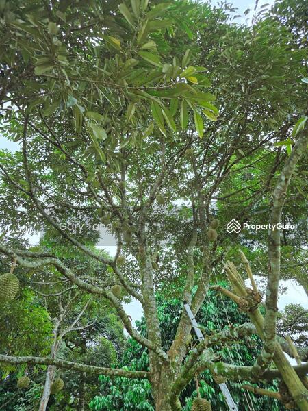 Untuk Dijual - kuala kangsar liman kati