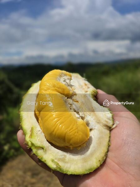 Untuk Dijual - kuala kangsar liman kati