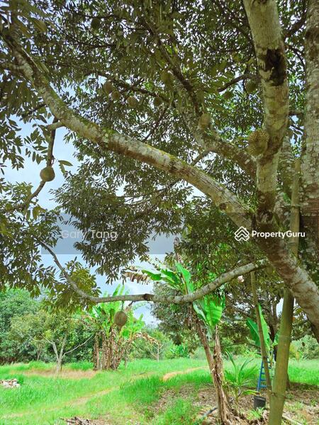 Untuk Dijual - kuala kangsar liman kati