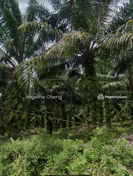 Untuk Dijual - Palm Tree Land