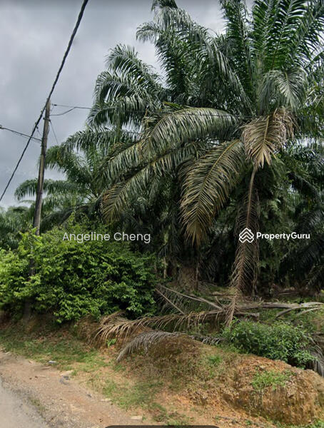 Untuk Dijual - Palm Tree Land