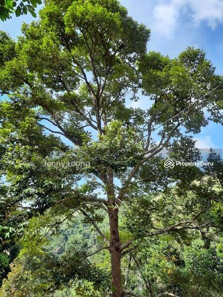 For Sale - Durian Farm In Penang Balik Pulau With Sea View