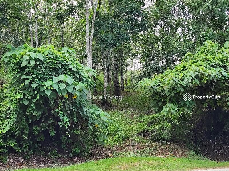 Agricultural Land for Sale in Kampung Pulai (Gua Musang) - Elsie Yoong - PropertyGuru.com.my