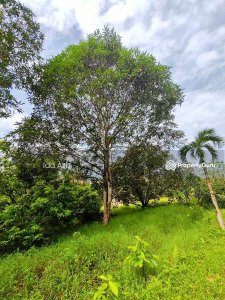 For Sale - Kulai Kulai Kulais
