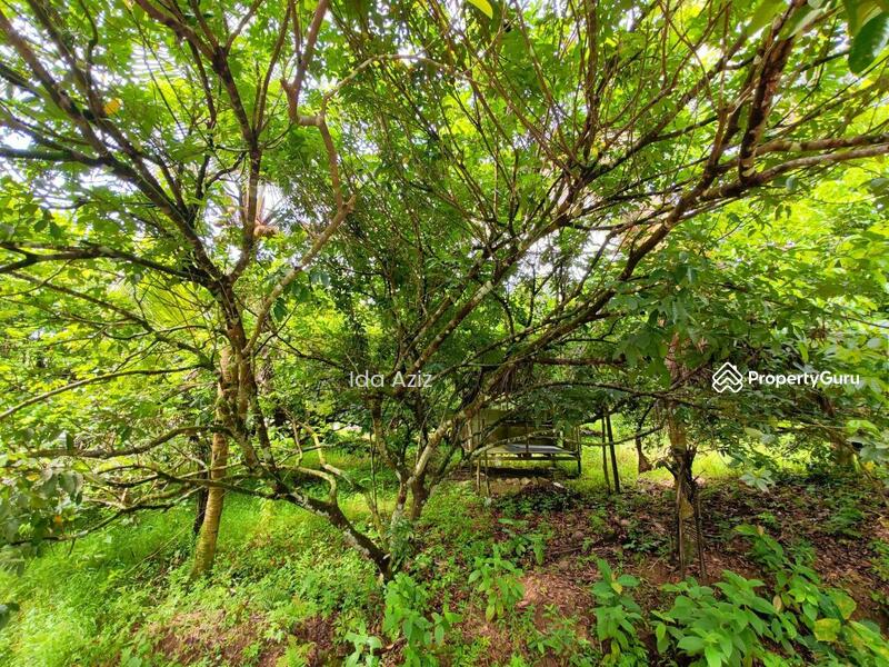 For Sale - Kulai Kulai Kulais