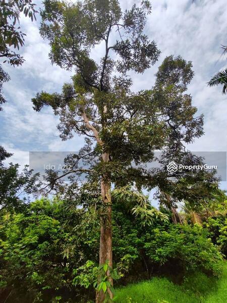 For Sale - Kulai Kulai Kulais