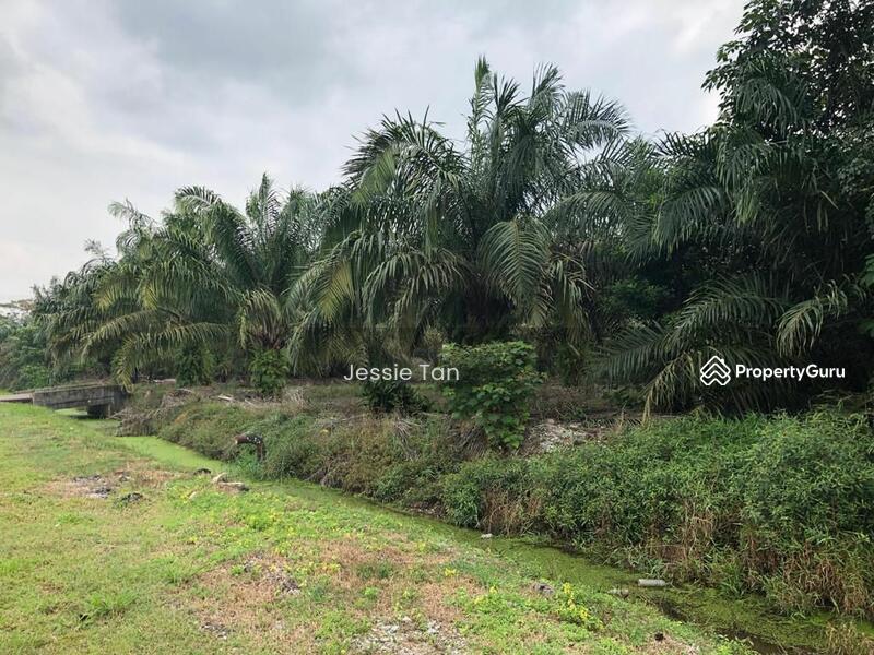 For Sale - Pekan Nana Pekans Nanas