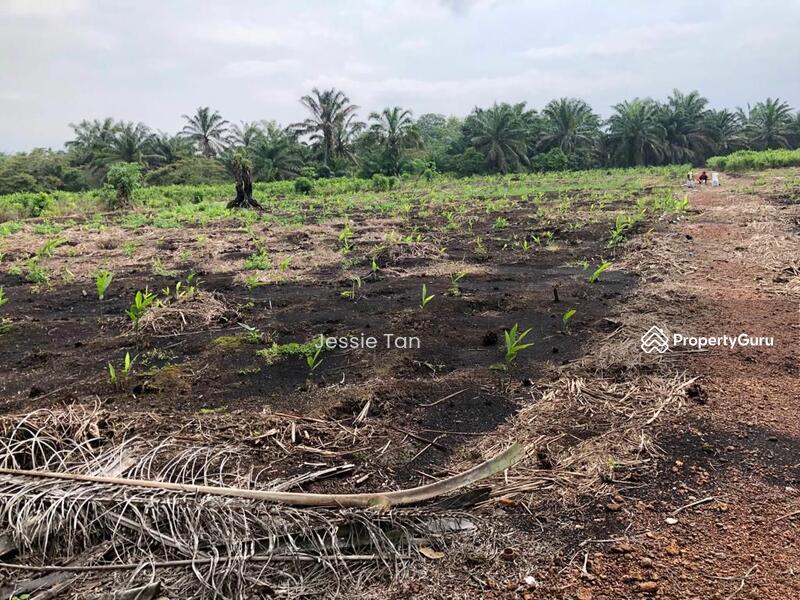 For Sale - Pekan Nana Pekans Nanas