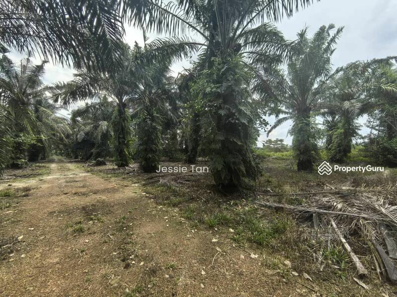 For Sale - Pekan Nana Pekans Nanas