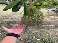 For Sale - Raub Bentong Pahang Durian Orchard For Sale.
