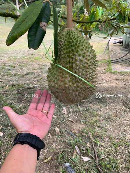 Untuk Dijual - Raub Bentong Pahang Durian Orchard For Sale.