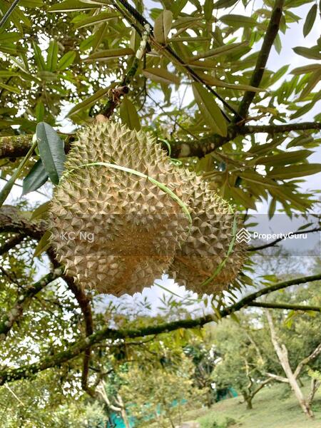 Untuk Dijual - Raub Bentong Pahang Durian Orchard For Sale.