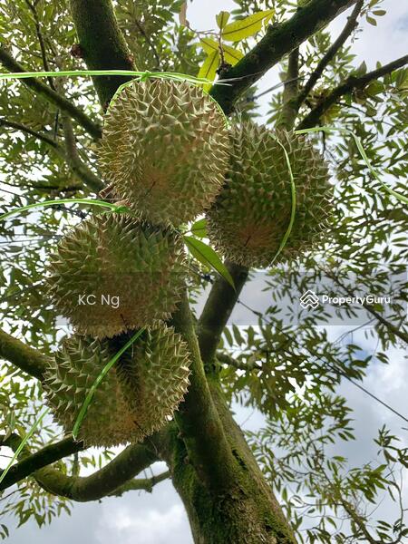 Untuk Dijual - Raub Bentong Pahang Durian Orchard For Sale.