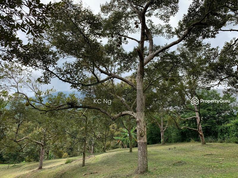 Untuk Dijual - Raub Bentong Pahang Durian Orchard For Sale.