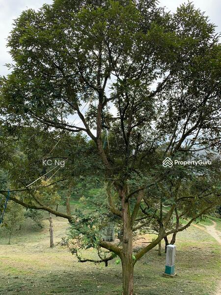 Untuk Dijual - Raub Bentong Pahang Durian Orchard For Sale.