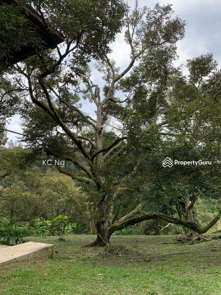 Untuk Dijual - Raub Bentong Pahang Durian Orchard For Sale.