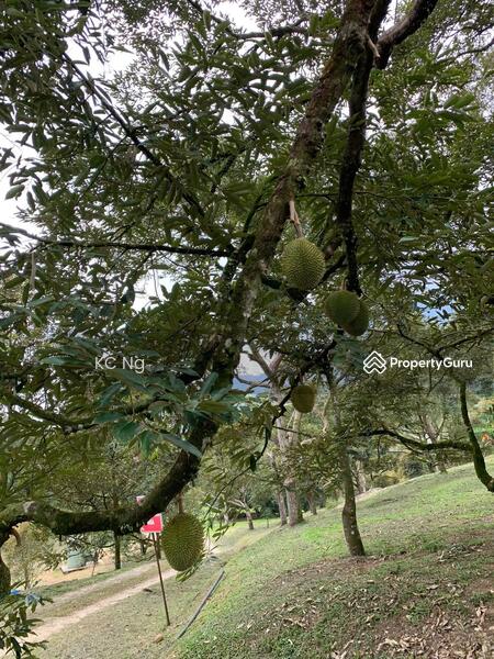 Untuk Dijual - Raub Bentong Pahang Durian Orchard For Sale.