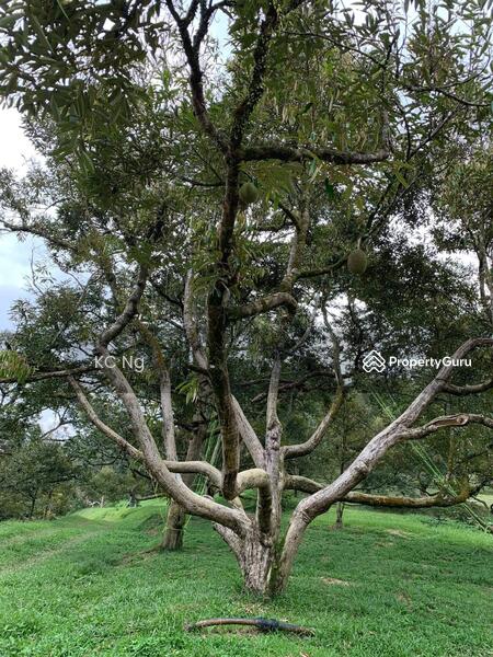 Untuk Dijual - Raub Bentong Pahang Durian Orchard For Sale.