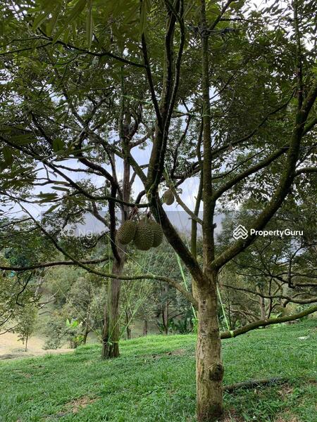 Untuk Dijual - Raub Bentong Pahang Durian Orchard For Sale.