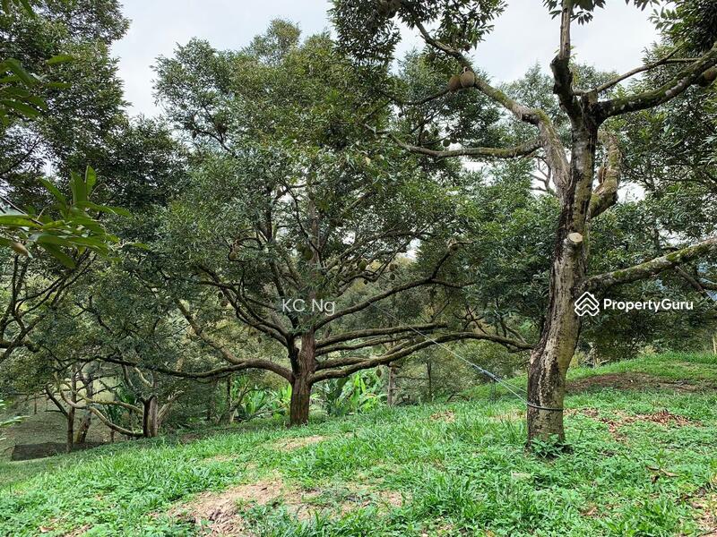 Untuk Dijual - Raub Bentong Pahang Durian Orchard For Sale.