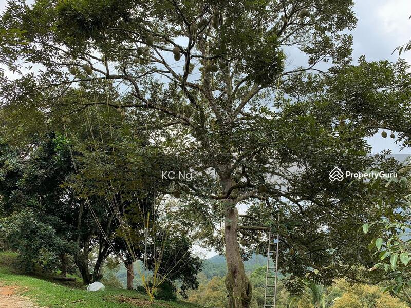 Untuk Dijual - Raub Bentong Pahang Durian Orchard For Sale.