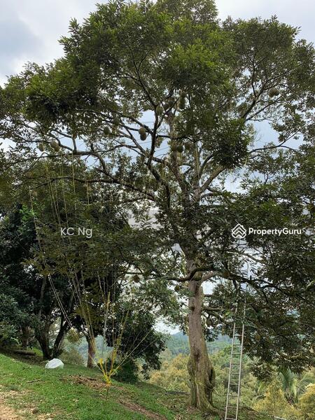 Untuk Dijual - Raub Bentong Pahang Durian Orchard For Sale.